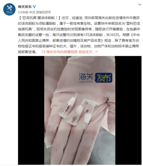 恐龍玩具暗藏活體“乘客”，深圳海關截獲須蟻屬螞蟻